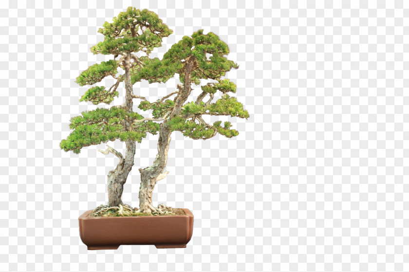 Bonsai Chinese Sweet Plum Flowerpot Tree PNG