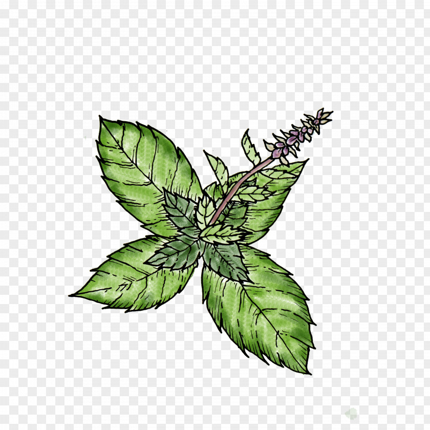 Leaf Plant Flower Hemp Family Herb PNG