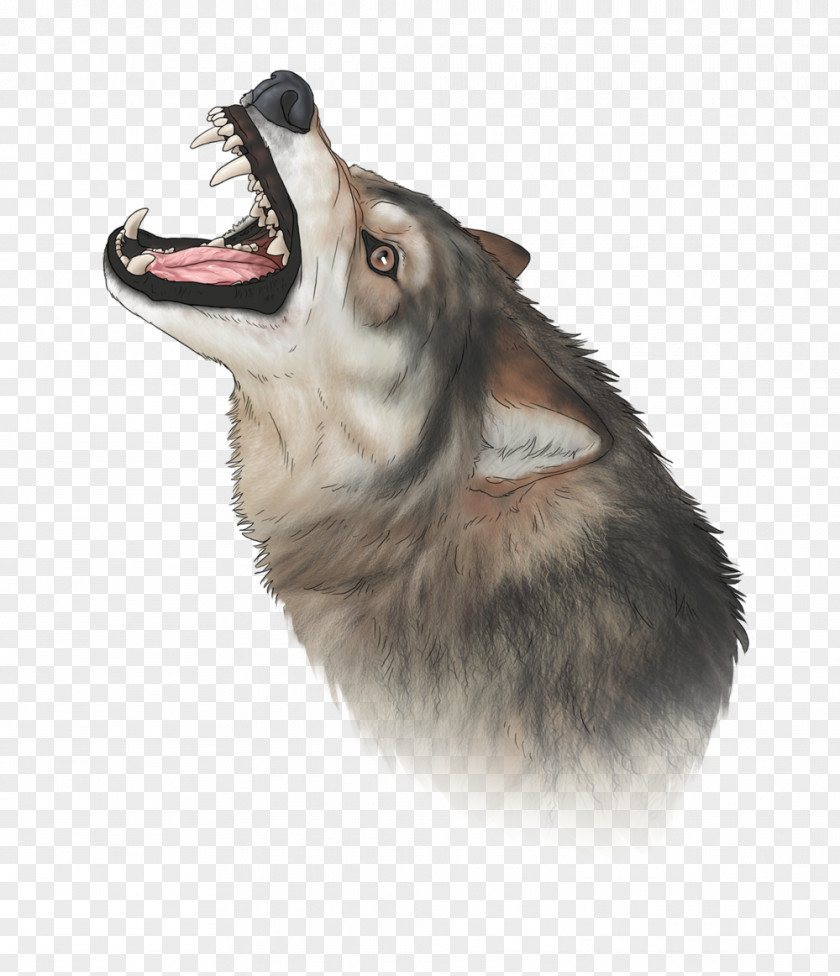 Arctic Fox Clipart Wolf Saarloos Wolfdog Siberian Husky Alaskan Malamute Sakhalin Utonagan PNG