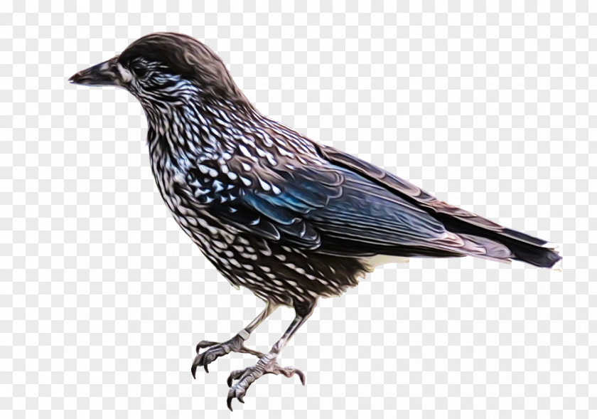 Crowlike Bird Crow Watercolor Background PNG
