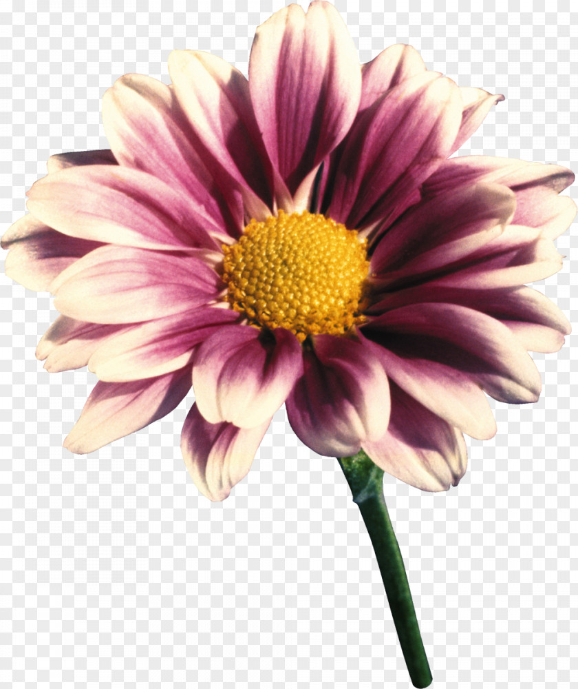 Gerbera Transvaal Daisy Cut Flowers Violet Family PNG