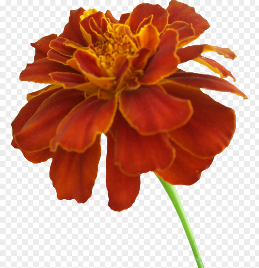 Mexican Marigold Clip Art PNG