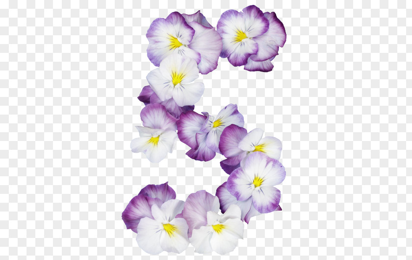 Morning Glory Wildflower Lavender PNG
