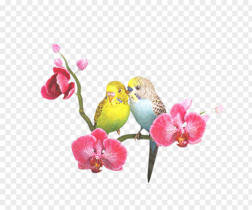 Peach And Birds Lovebird Cockatoo Budgerigar Cockatiel PNG