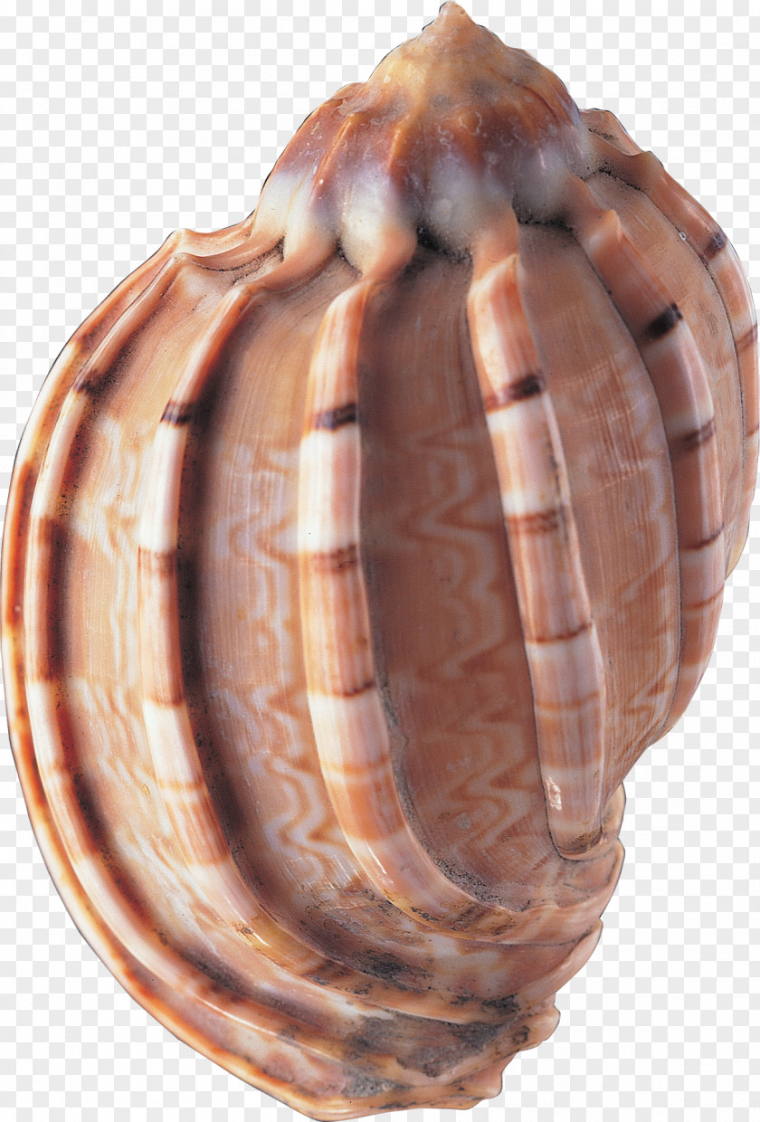 Seashell Animal Clip Art PNG