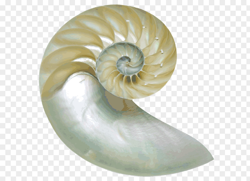 Seashell Chambered Nautilus Nautilidae Clip Art Image PNG