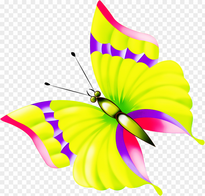 Butterfly Moths And Butterflies Insect Pollinator Plant PNG