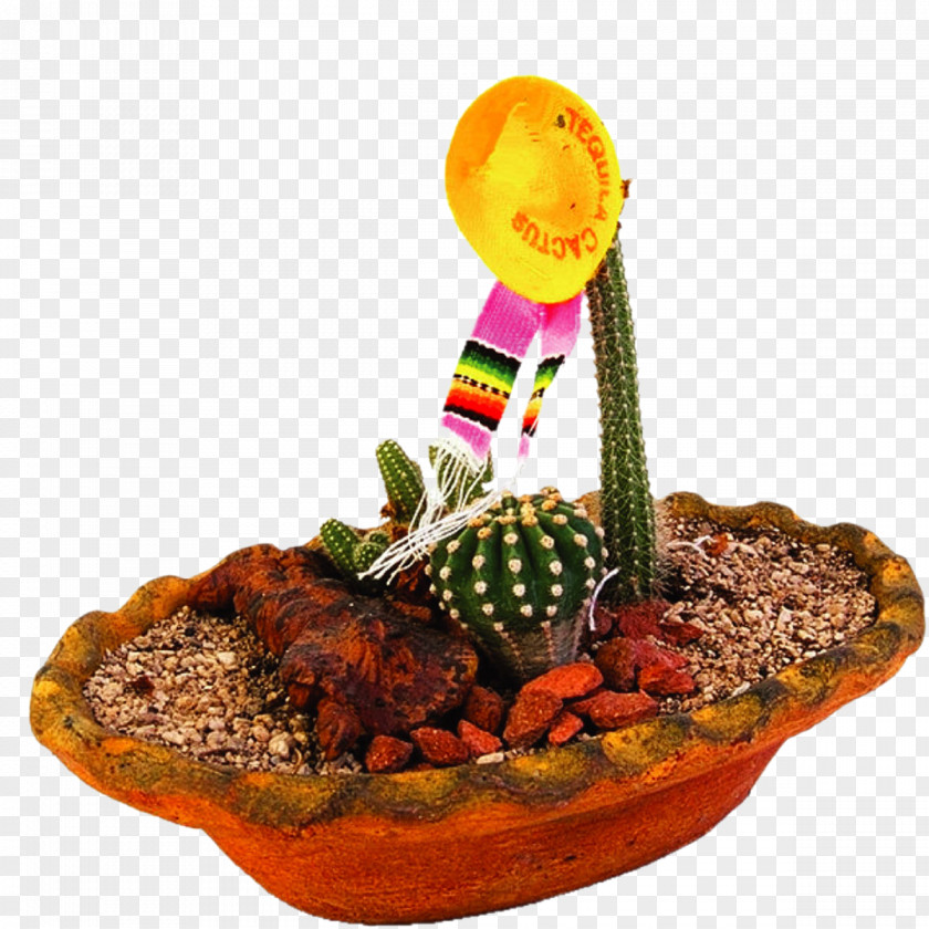 Cactus Cactaceae Bonsai PNG