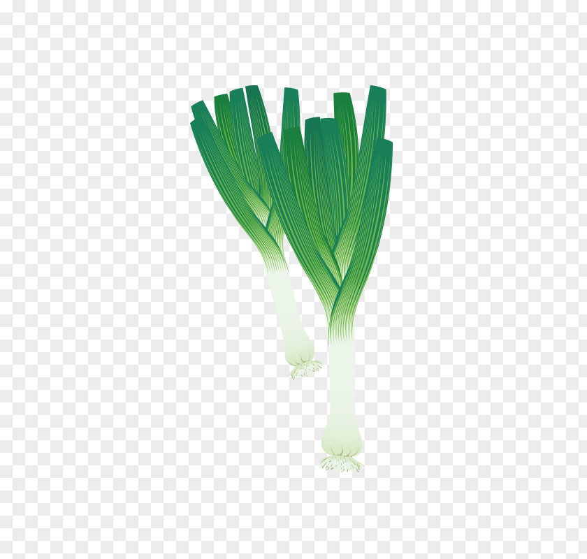 Hand Painted Green Onions Vegetable Coloring Book Shallot Allium Fistulosum Drawing PNG