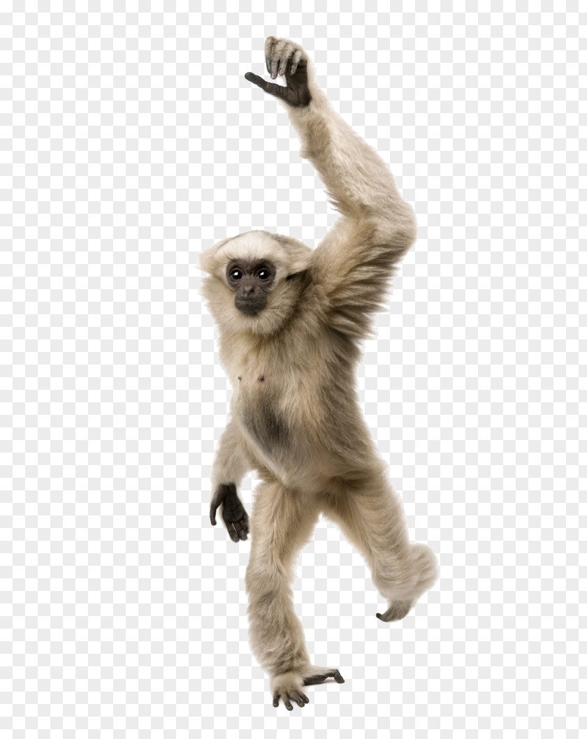 Hands Of Apes PNG of apes clipart PNG