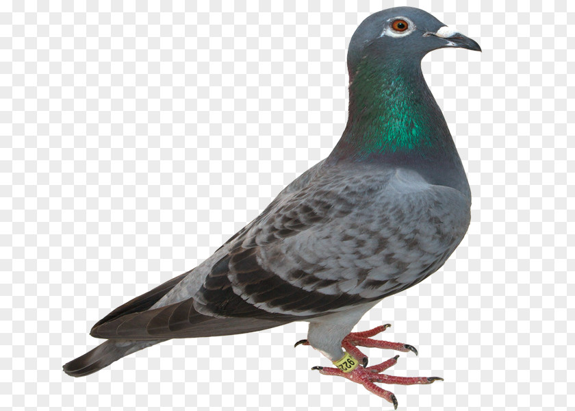 Kids Columbidae Bird Racing Homer Rock Dove Hindi PNG