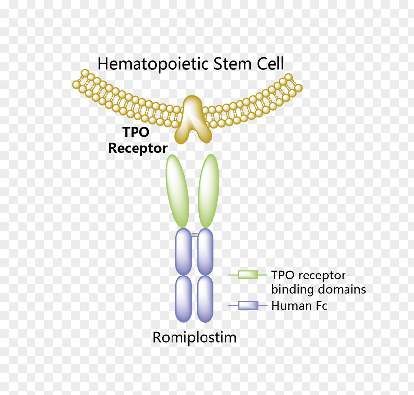 Biological Rosemary Grass Romiplostim Orphan Drug Dulaglutide Thrombopoietin Structure PNG