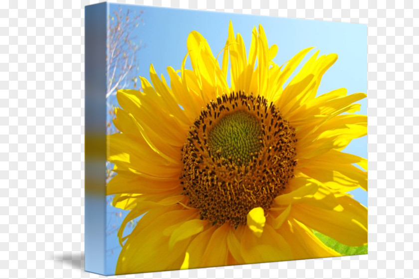 Oil Painting Blue Sky Common Sunflower Poetry For Kids: Robert Frost Work Of Art Printmaking PNG