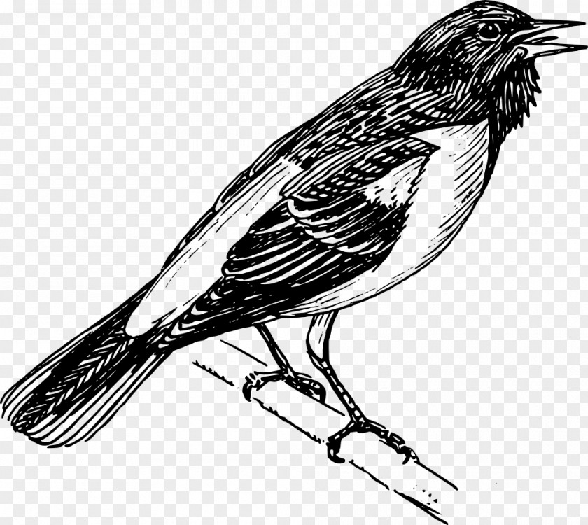 Raven Bird Line Art Clip PNG