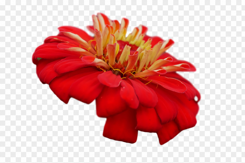 Transvaal Daisy Cut Flowers Chrysanthemum Petal Red PNG