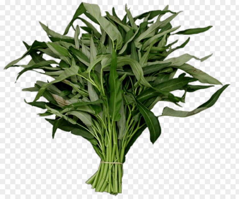 Vegetable Water Spinach Image Project PNG