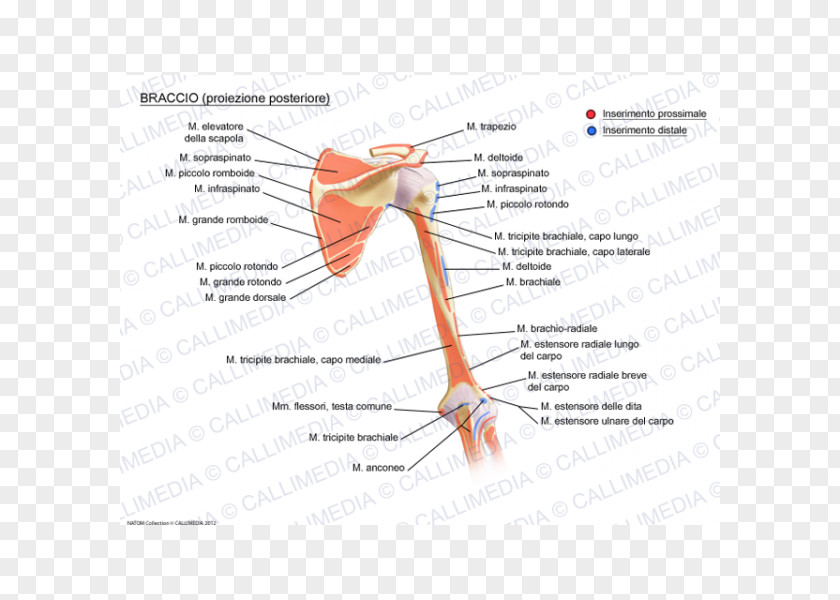 Arm Joint Muscular System Augšdelms Muscle Anatomy PNG