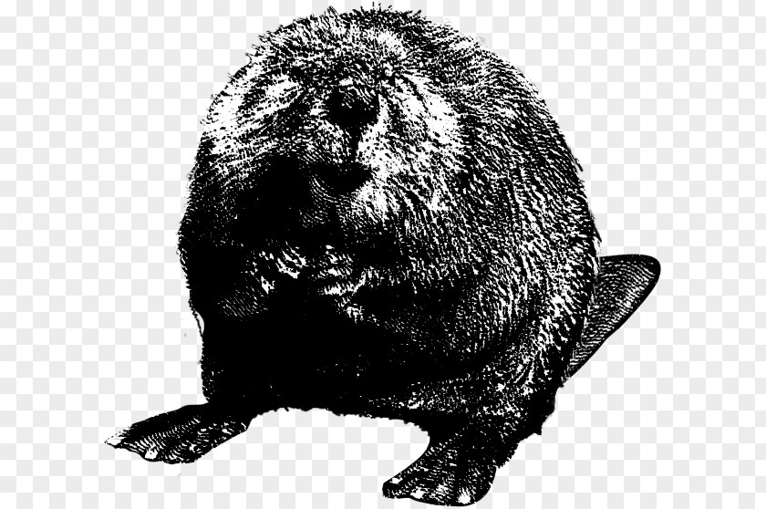 Beaver Clipart North American Download Black And White Clip Art PNG