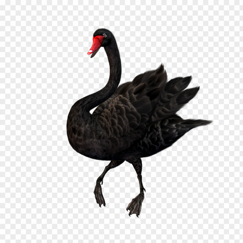 Cartoon Black Goose Swan Clip Art PNG