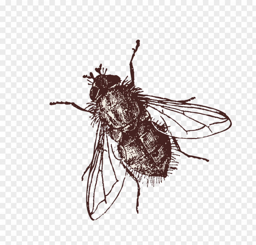 Flies Clip Art Insect Image Fly PNG
