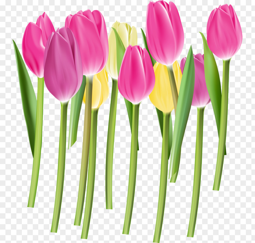 Tulip Bud Euclidean Vector Flower Color Pink PNG