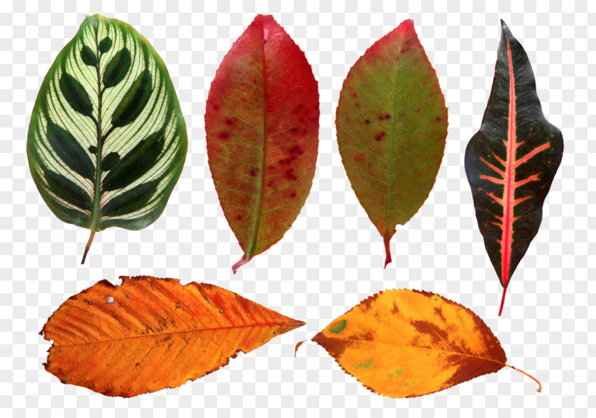 Arrowroot Family Beech Leaf Plant Pathology Flower PNG