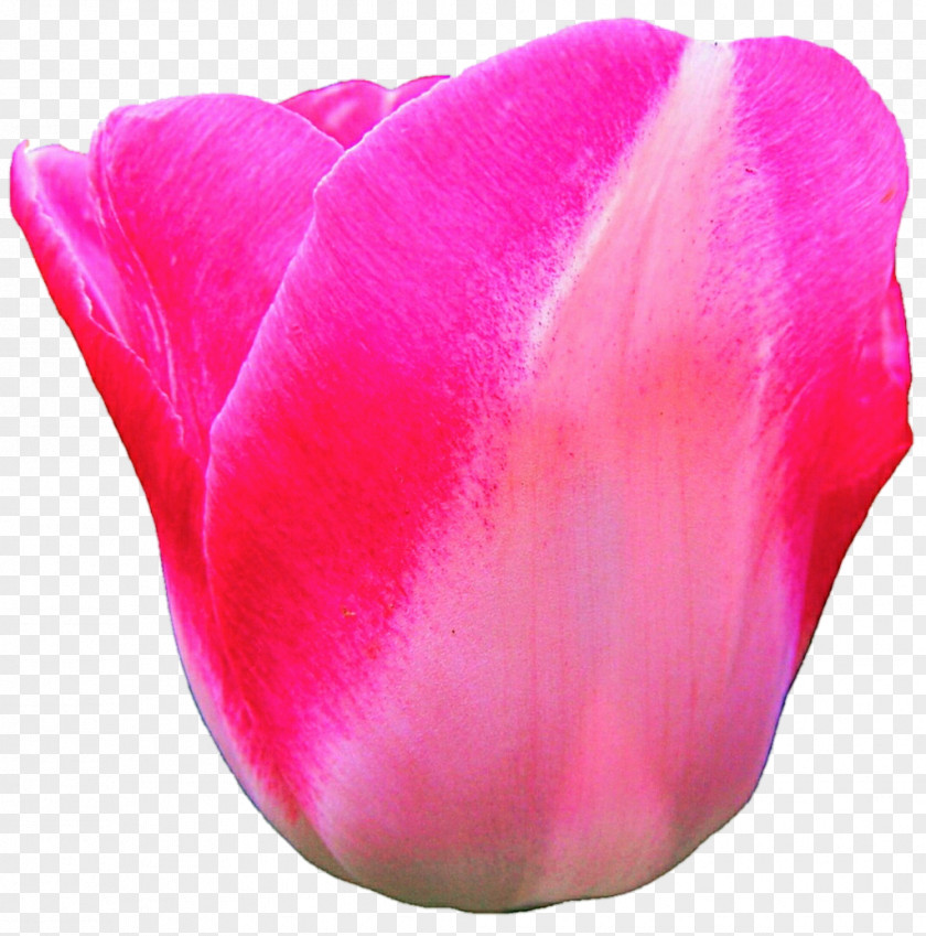 Candy Tulip Flower Pink Magenta Petal PNG