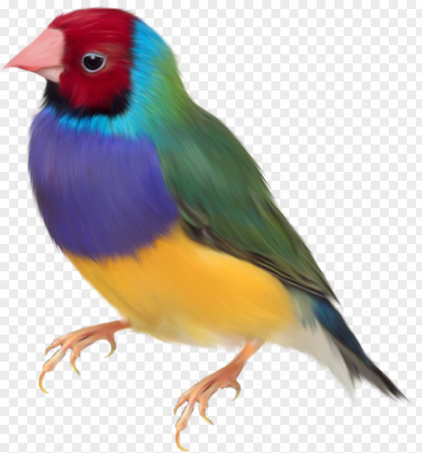 Colored Parrot Gouldian Finch Bird Clip Art PNG