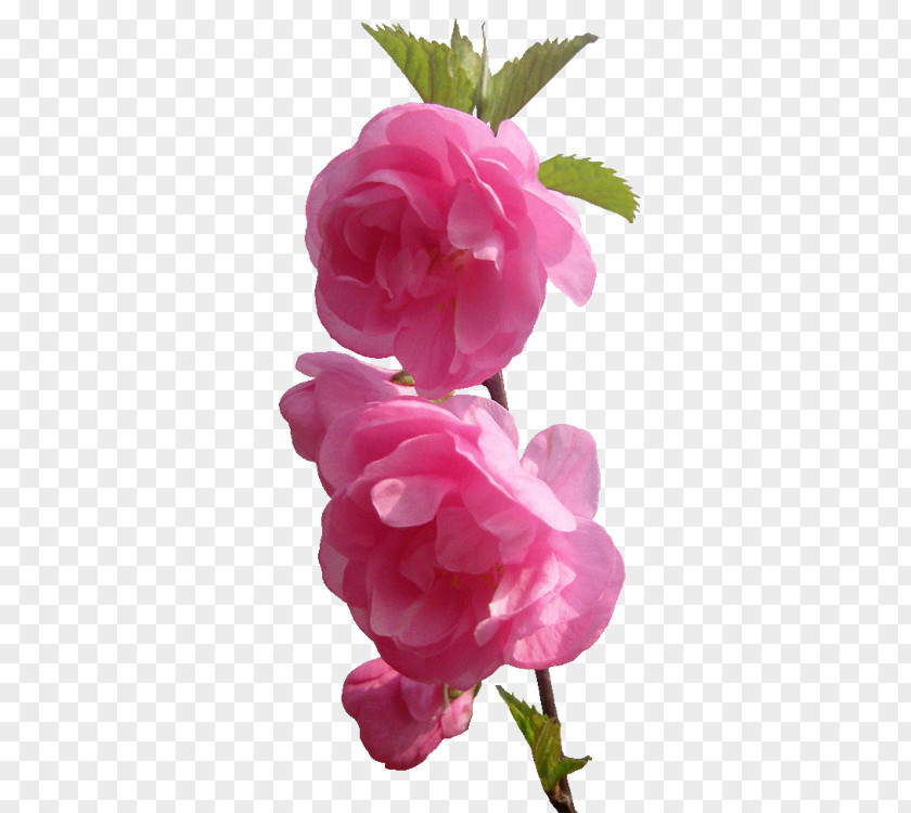 Fiori Garden Roses Flower Pink Image PNG