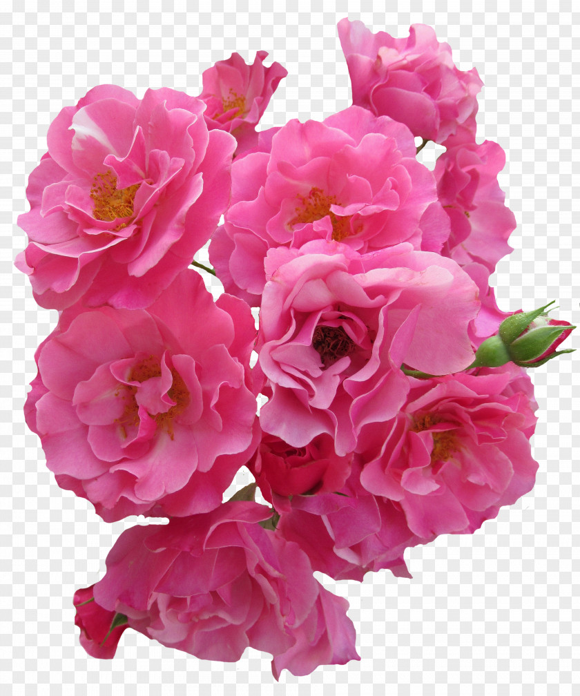 Flower Stock.xchng Image Rose PNG
