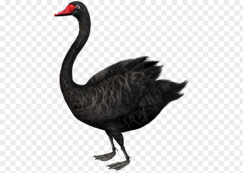The Black Swan: Impact Of Highly Improbable Swan Theory Clip Art PNG