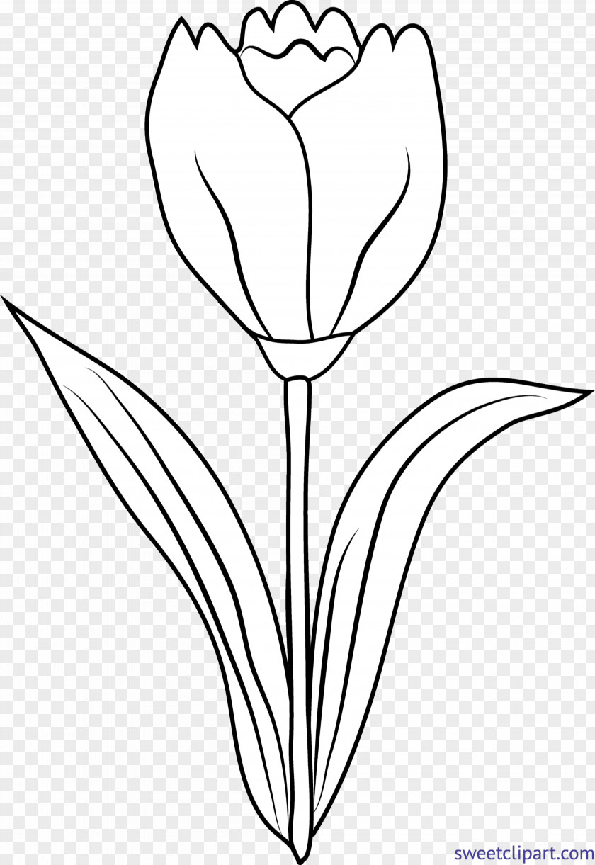 Tulip Drawing Clip Art Image Graphics PNG
