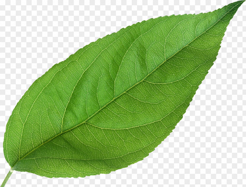 Design ThinkingGreen Leaves Leaf Plant NIC PNG