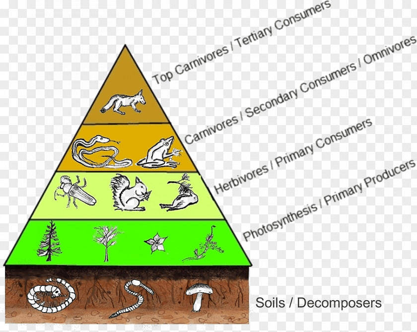 Food Pyramid Trophic Level Web Chain Diagram Consumer PNG