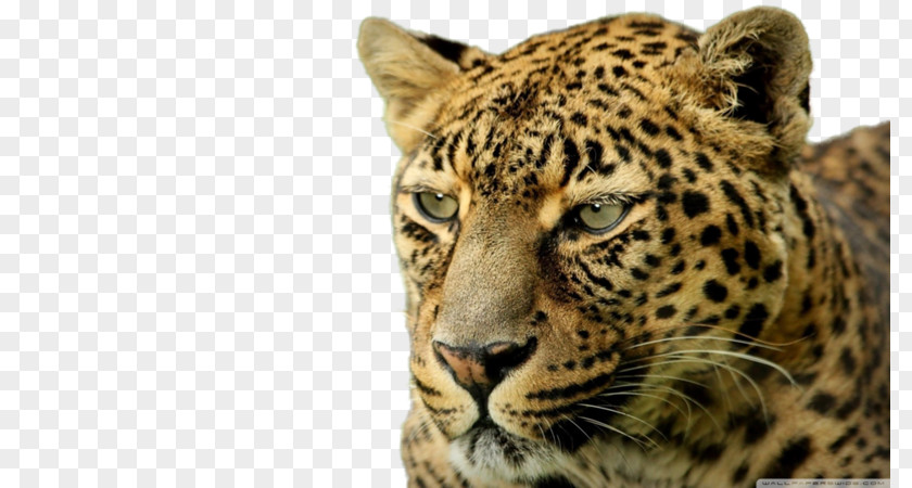 Leopard Desktop Wallpaper Felidae High-definition Television 4K Resolution PNG