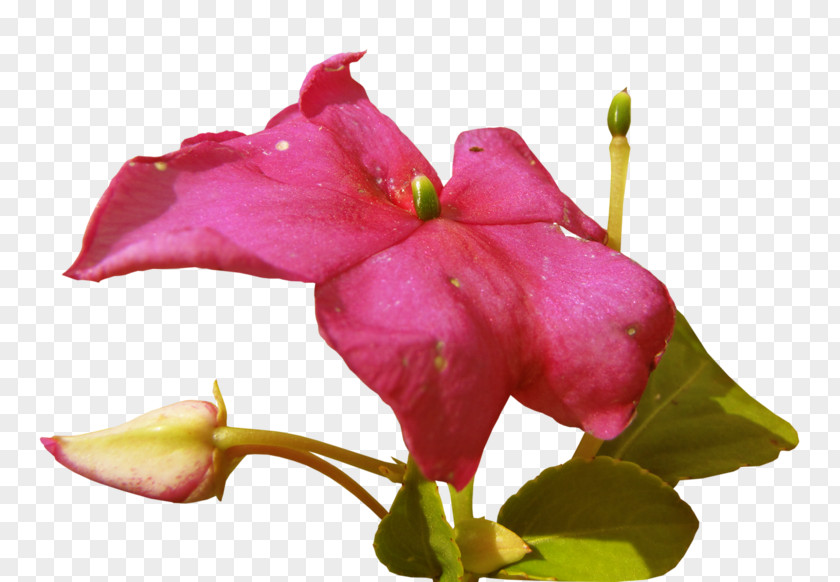 Purple Jasmine Arabian Mo Li Hua Petal PNG