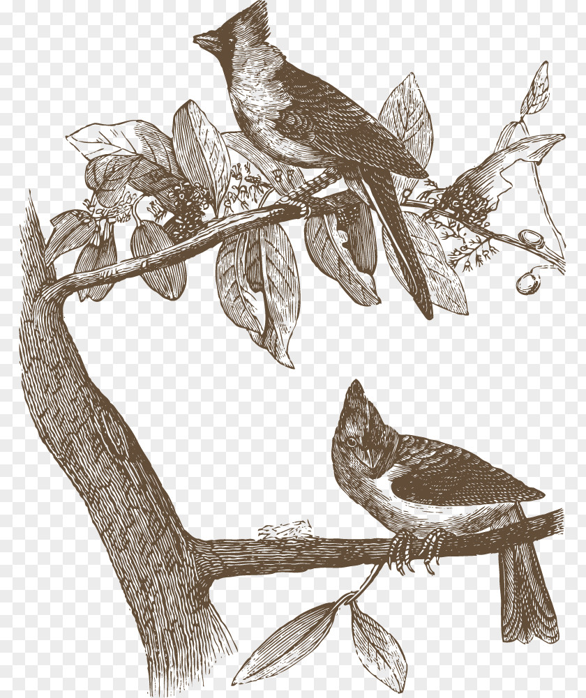 Wild Goose Bird Owl Common Nightingale Drawing Illustration PNG