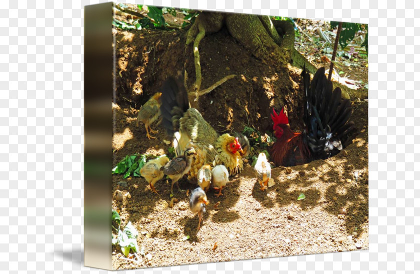 Chicken Tree PNG