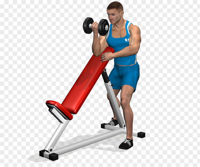 Dumbbell Biceps Curl Bench Press Exercise PNG