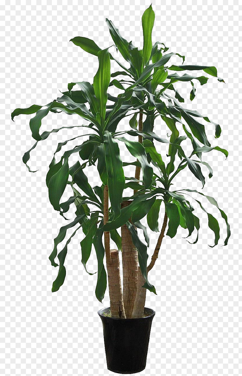 Green Yemen Iron Houseplant Flowerpot Tree PNG