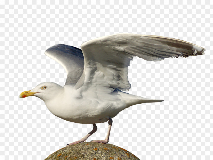 Gull Gulls European Herring Seabird PNG