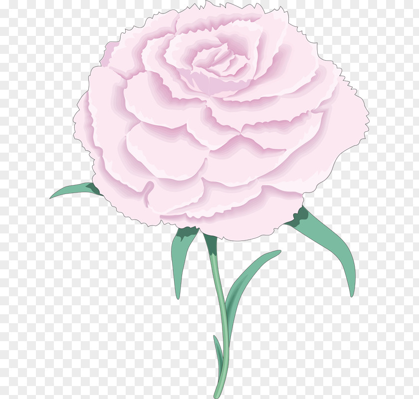 January 26 Garden Roses Carnation Flower Clip Art PNG