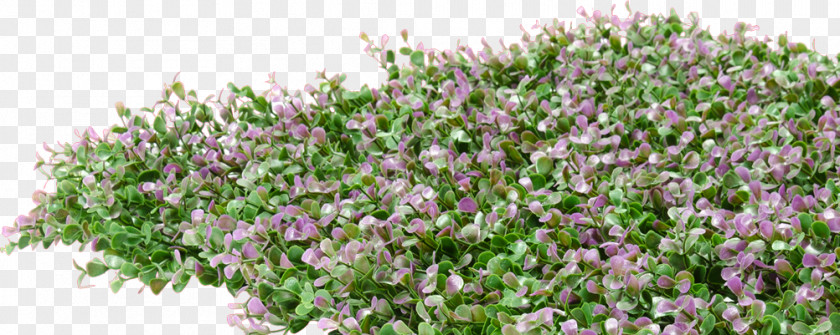 Lavender Hedge English French Shrub Groundcover PNG