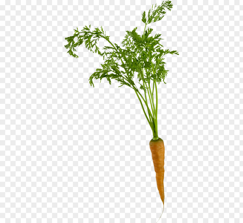 Carrot Radish Clip Art Root Vegetables PNG