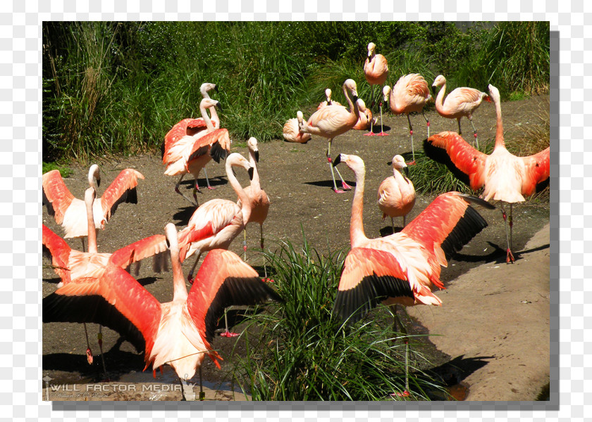 Flamingos Vertebrate Water Bird Flamingo Recreation PNG