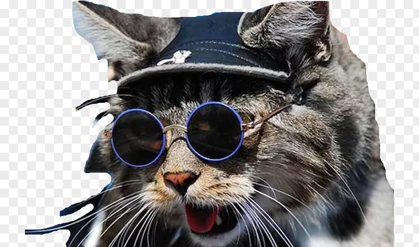 Glasses Sunglasses Cat Whiskers Animal PNG