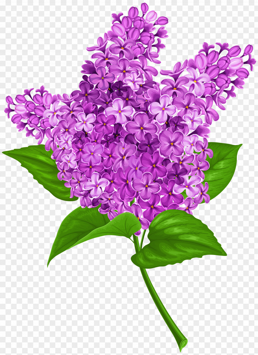Lilac Common Flower Clip Art PNG