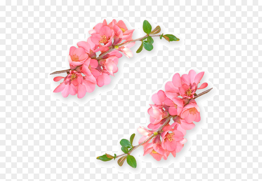 Peach Blossom Flower Image Editing Floral Design PNG