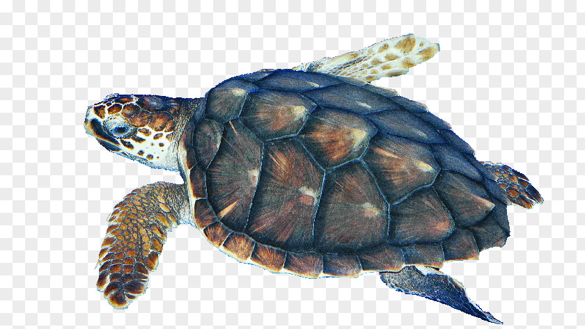 Turtle Box Turtles Loggerhead Sea Kemp's Ridley Tortoise PNG