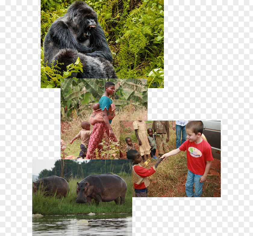 Gorilla Common Chimpanzee National Park Fauna PNG
